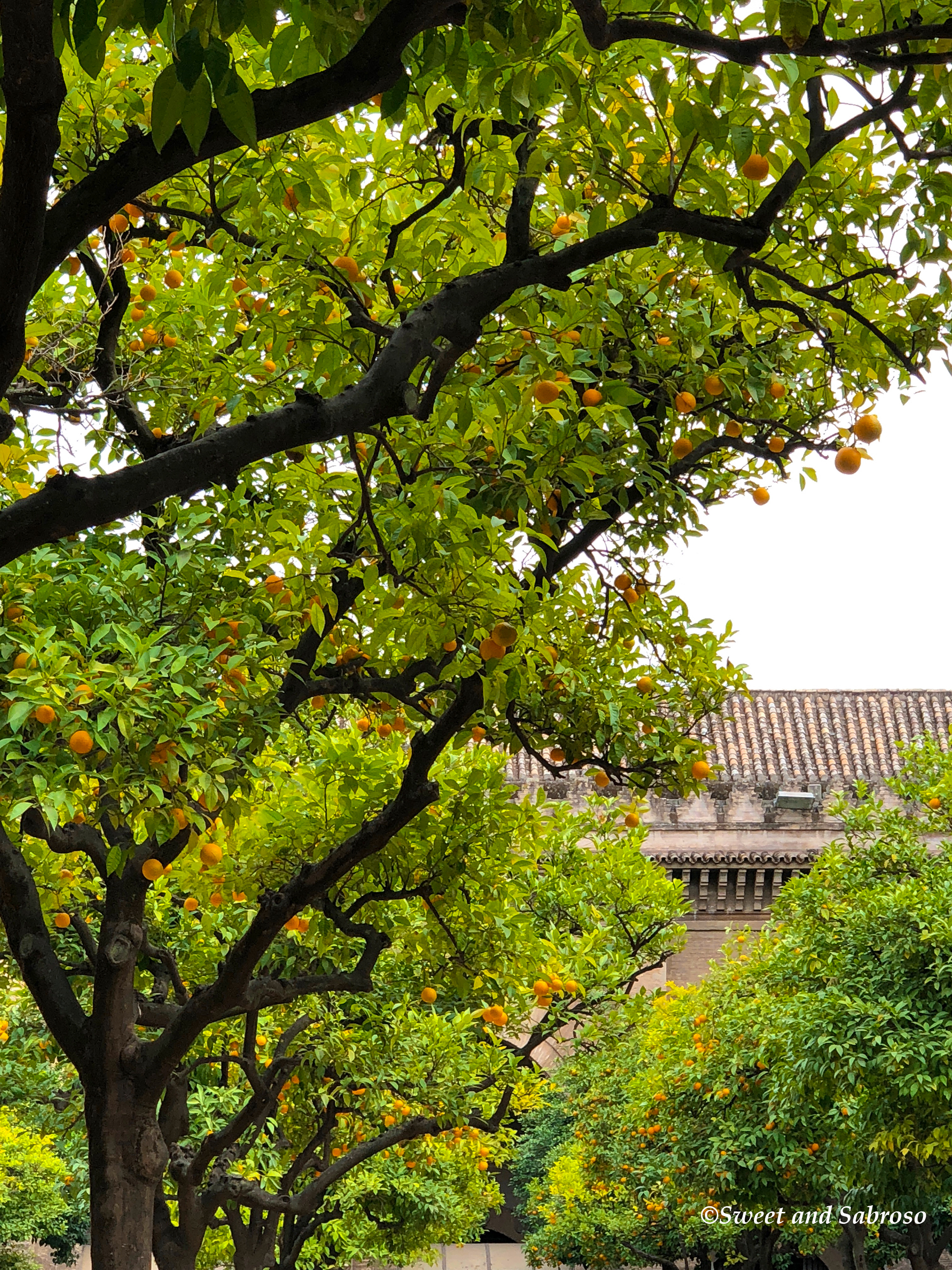 Orange Trees in Seville in Andalusia, Spain