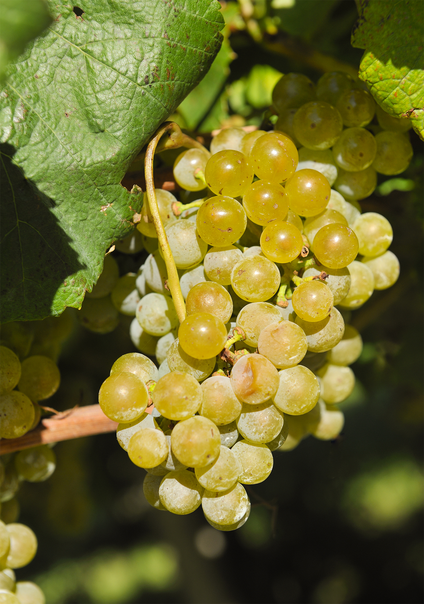 Albariño Grapes on a Vine