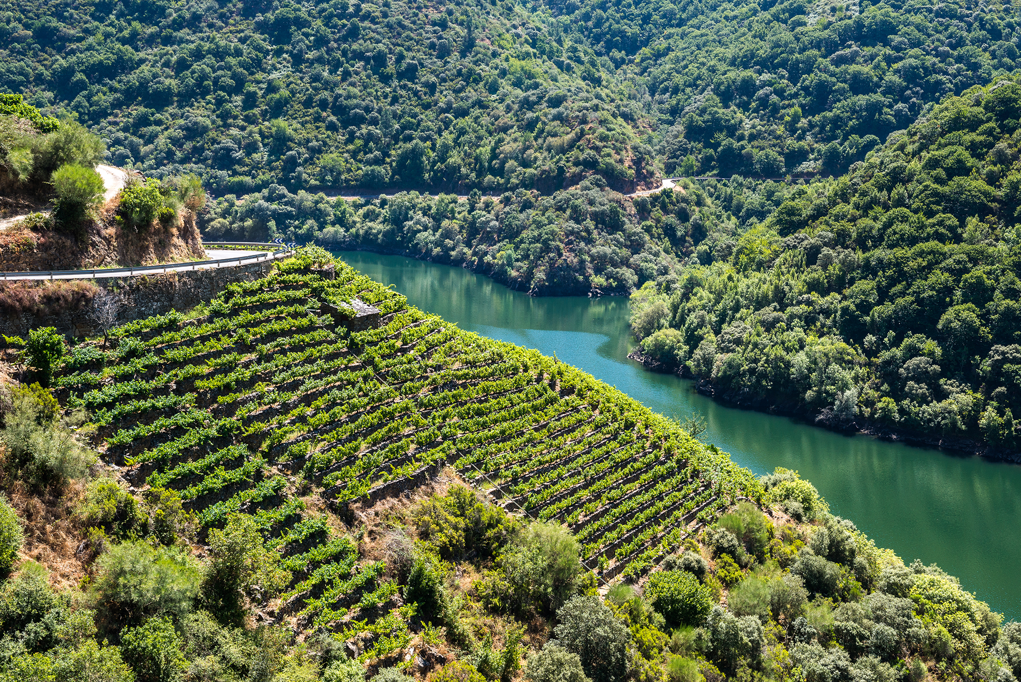 Vineyards along Sil River, Ribeira Sacra, Lugo (Spain)