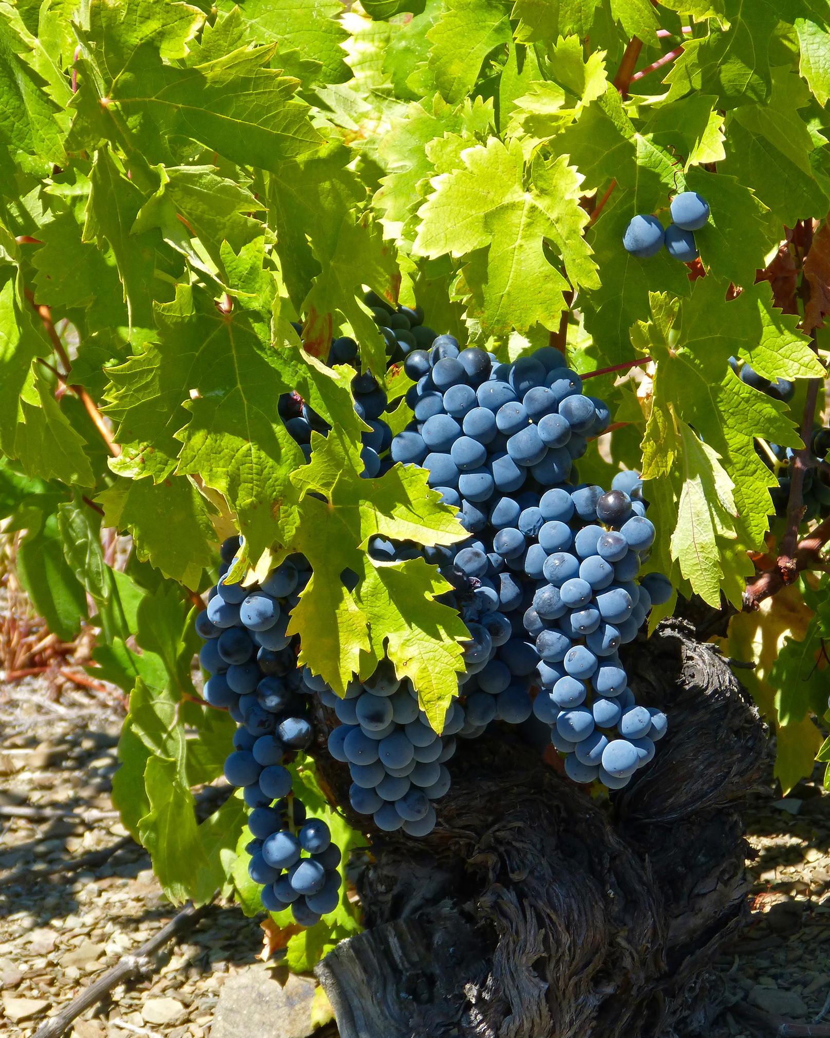 Garnacha Vines in Spain